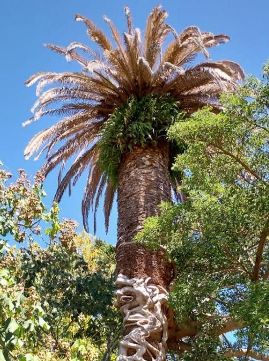 Palmera afectada por picudo rojo