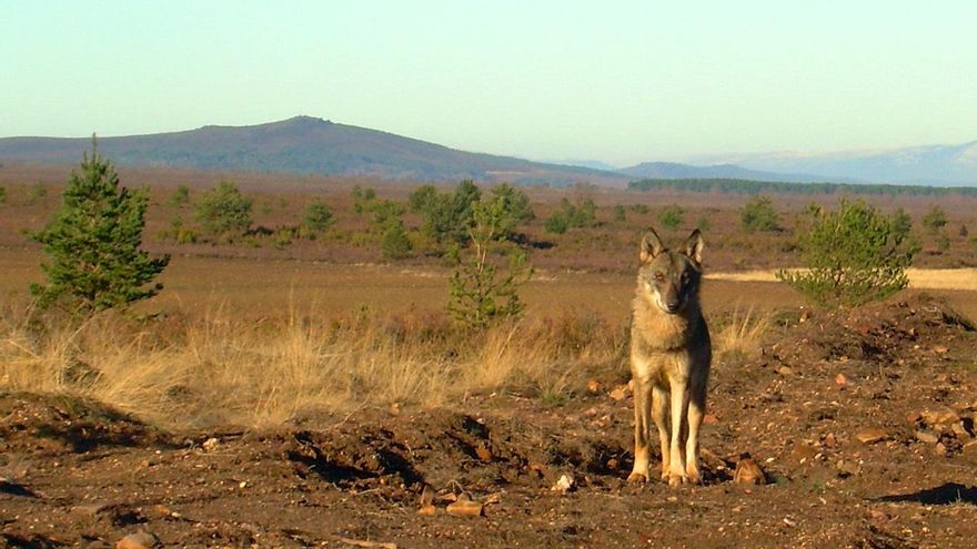 Una loba, Canis lupus signatus, fotografiada en la Sierra de la Culebra, lugar donde se ha realizado el estudio/ Isabel Barja