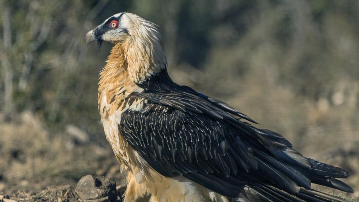 Las muestras del lugar se analizan en el Instituto de Recursos Cinegéticos para identificar la sustancia usada