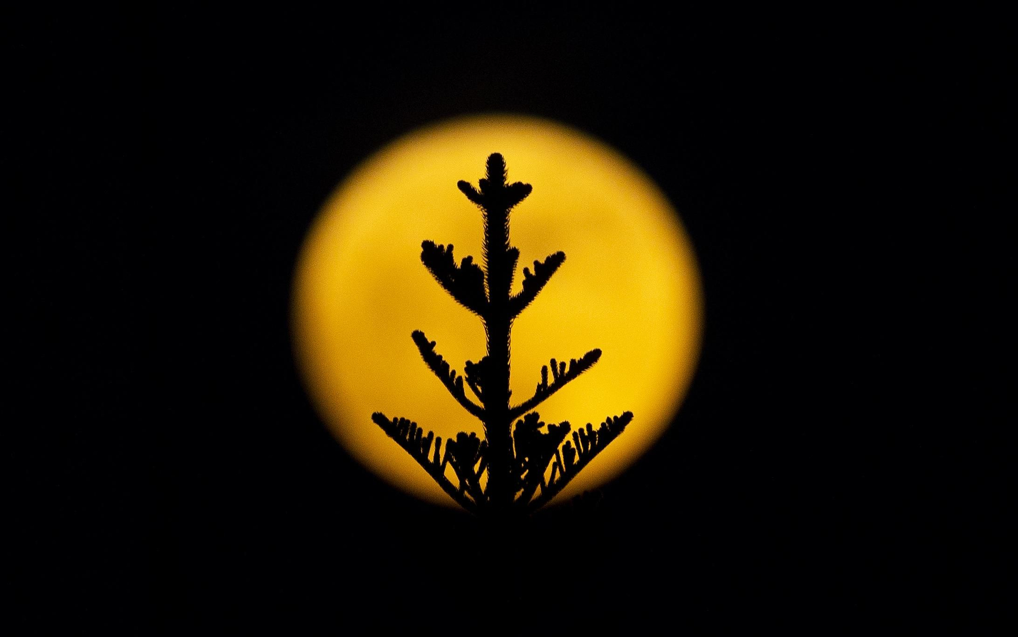 Fotografía que muestra la superluna azul, hoy en Santo Domingo (República Dominicana). EFE/Orlando Barría