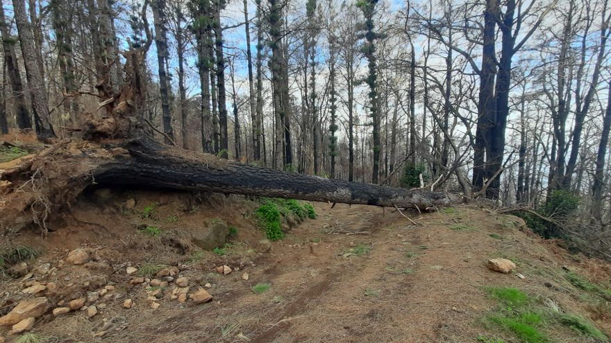 Tenerife prohíbe transitar las zonas afectadas por el incendio de 2023 por el riesgo de caída de árboles