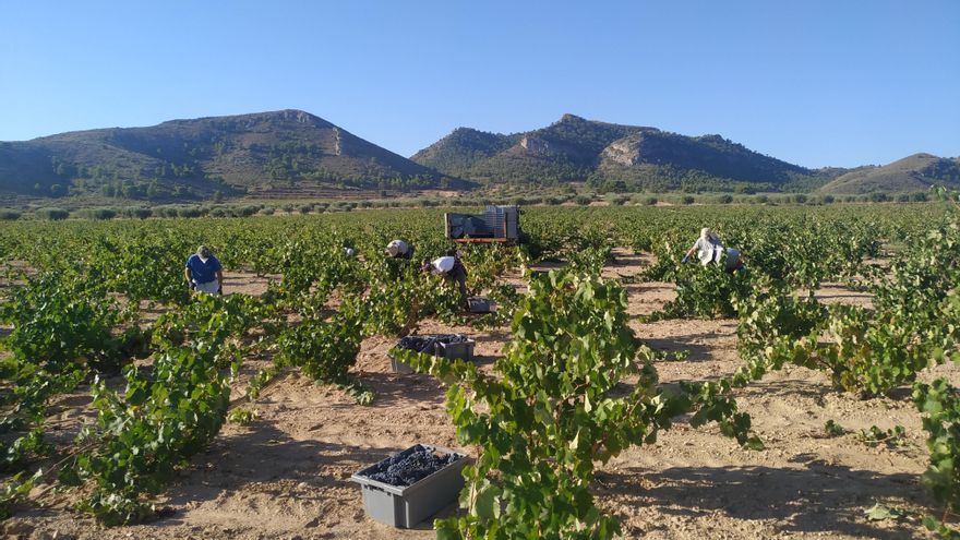 Vendimia en Jumilla