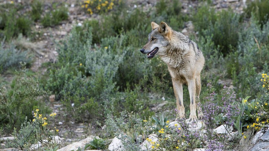 La protección del lobo será efectiva una vez se publique la orden ministerial en el BOE y convertirá en papel mojado el Plan de Gestión de Cantabria