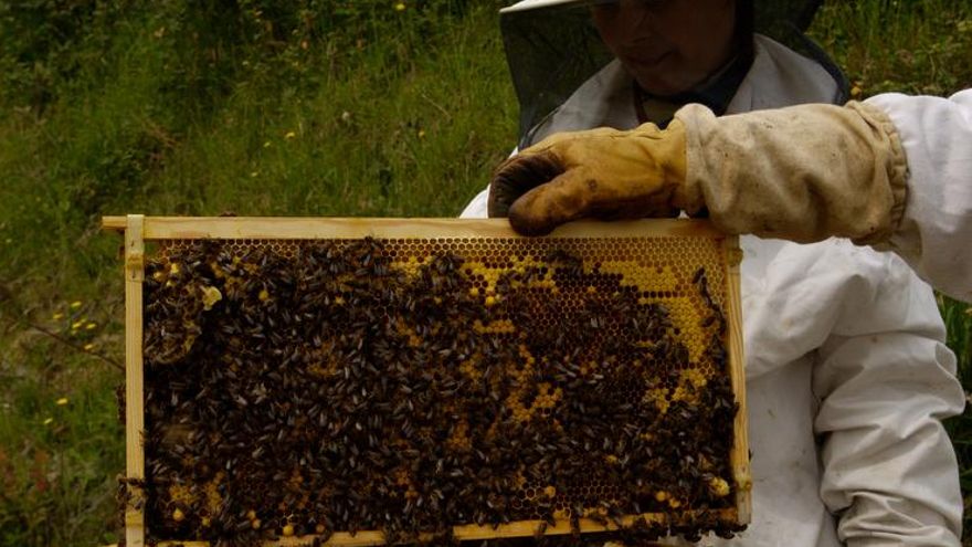 Las explotaciones de colmenas de abejas en Euskadi estarán a más de 400 metros de centros urbanos y a 200 de carreteras