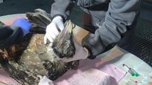 Chequeo veterinario de los pollos de quebrantahuesos en Ordesa.