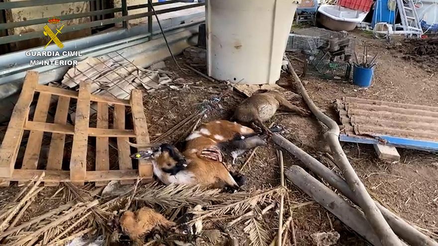Animales muertos en la explotación ganadera inspeccionada y cuyo dueño ha sido detenido