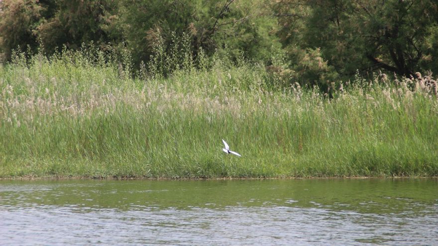 El Parque Nacional de las Tablas de Daimiel sufre la presencia "generalizada" de pesticidas, algunos prohibidos desde 2009