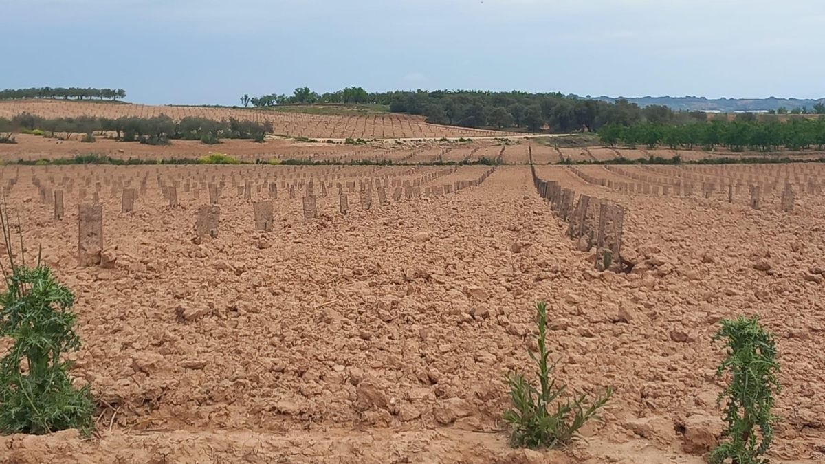 Entidades ecologistas denuncian la reforestación "ilegal" de 45 hectáreas con pinos y alertan del daño a las aves en La Rioja Baja
