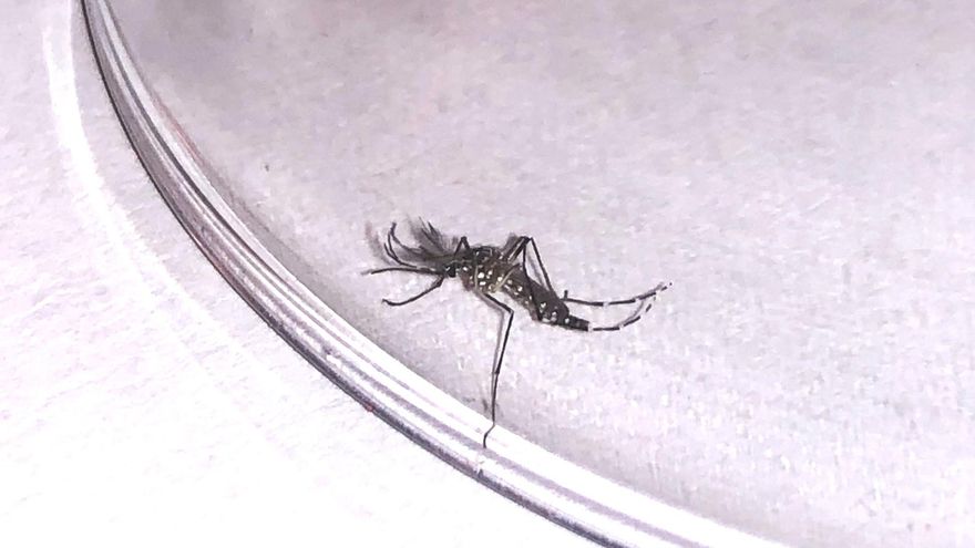 Mosquito 'Aedes aegypti' en Canarias: dónde ha sido encontrado y por qué es tan importante acabar con él