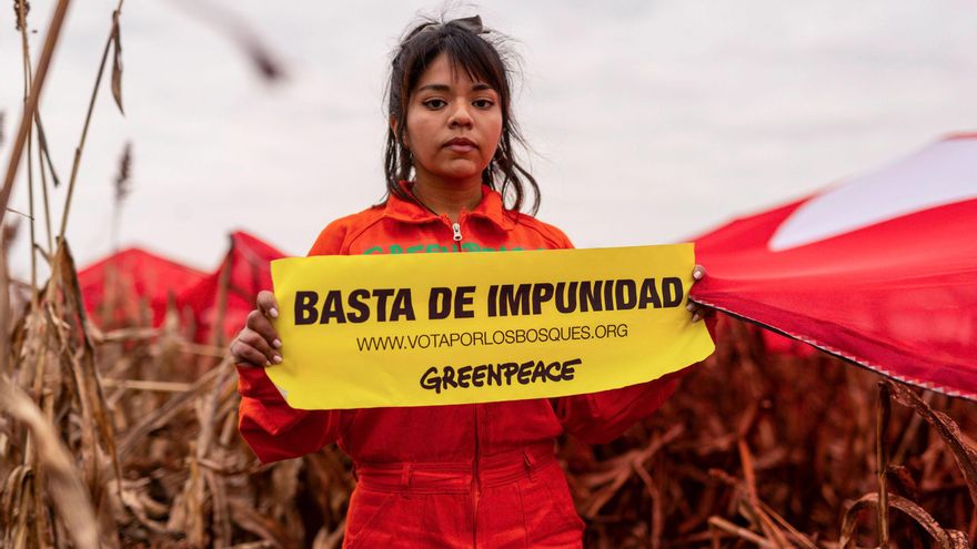 Relevamiento de Greenpeace sobre la deforestación en la Argentina: hay más desmontes que el año pasado, la mayoría ilegales