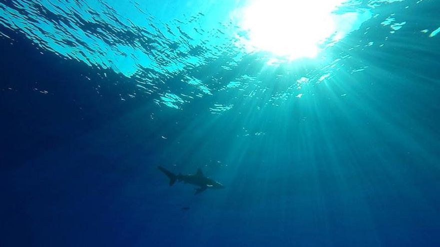 Muere un hombre por el ataque de un tiburón en unas islas turísticas de Australia