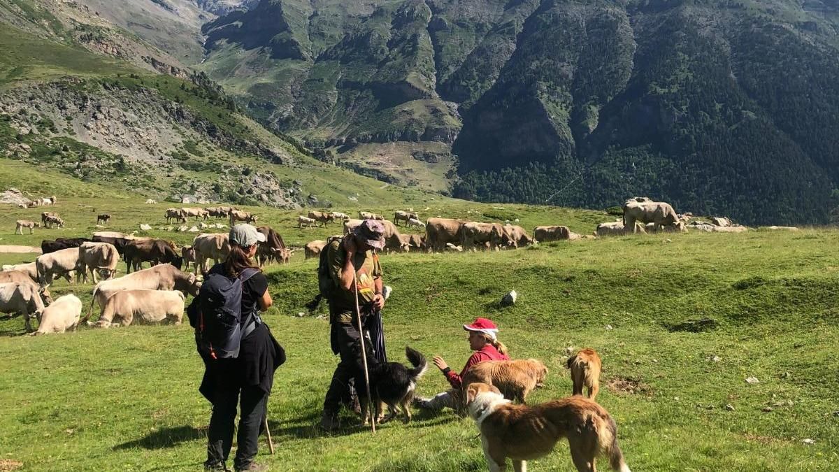 La Estiva: la escuela aragonesa que forma a los pastores del futuro