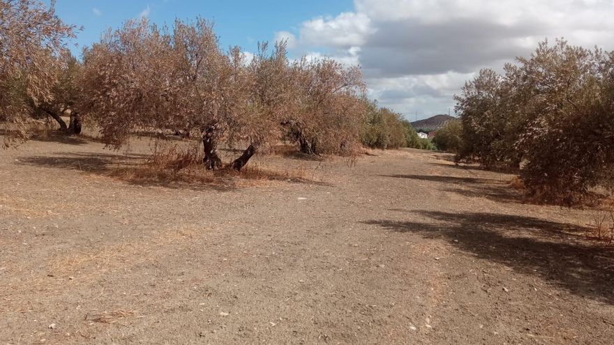 Las cooperativas del olivar buscan alianzas contra "la tormenta perfecta": poca aceituna y subida de gastos