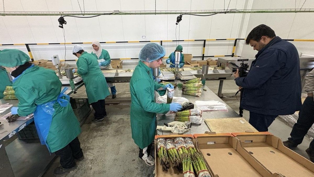 El espárrago verde de Guadalajara, protagonista de un documental que rueda la Academia de Gastronomía