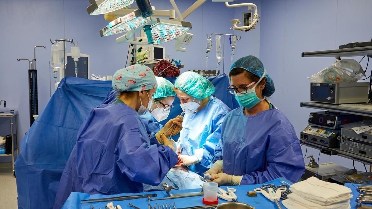 Euskadi registra un aumento del 10% en la tasa de donación de órganos con 64,3 donantes por millón de población