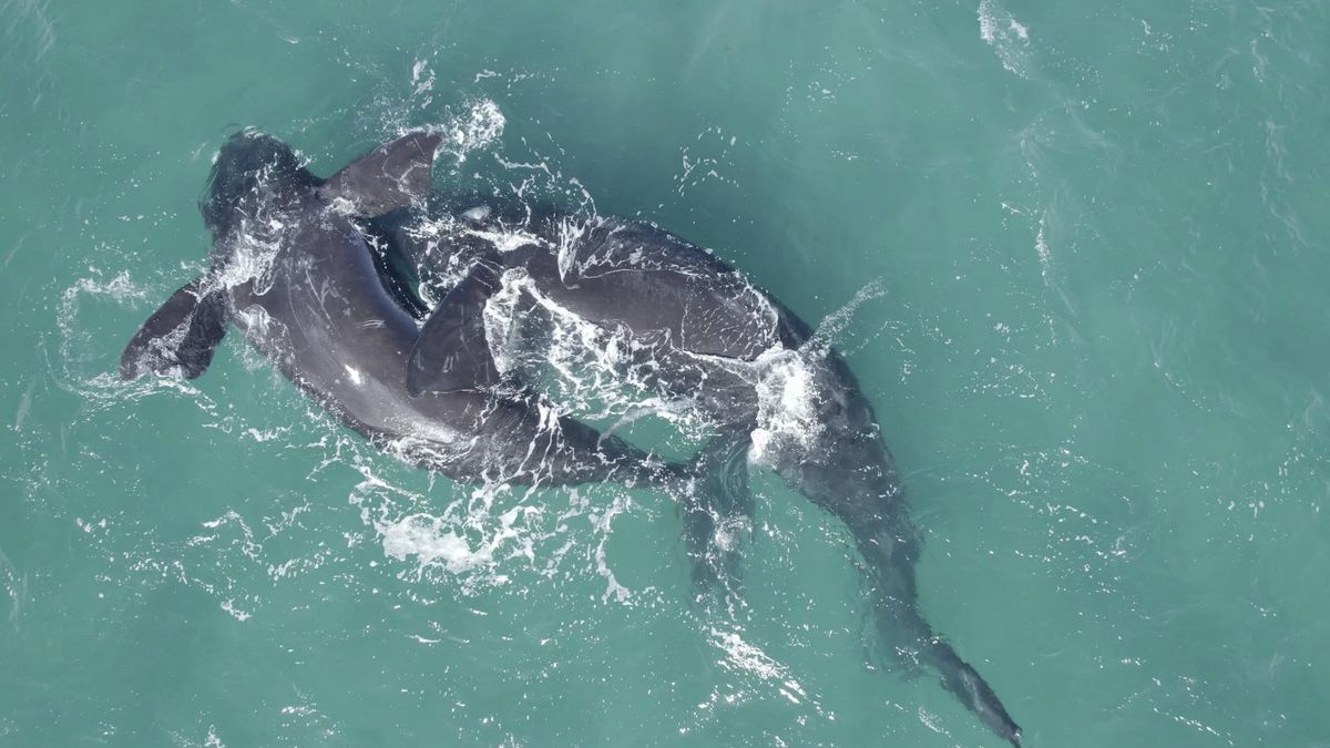 Dos delfines nariz de botella en el golfo San Matías, en Río Negro. Reconocida históricamente por su biodiversidad, esta zona también sirve de conexión directa con el yacimiento de petróleo y gas de Vaca Muerta.