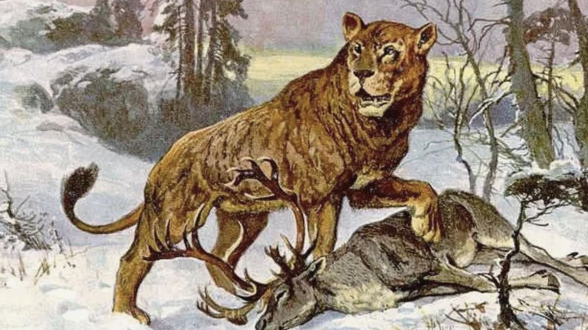 ¿Cómo logró sobrevivir un joven calcolítico a un mordisco de león que atravesó su cráneo? La excavación de Kozareva muestra hasta dónde llegó el cuidado de su gente