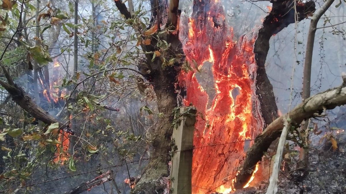 Archivo - Incendio forestal.- Archivo