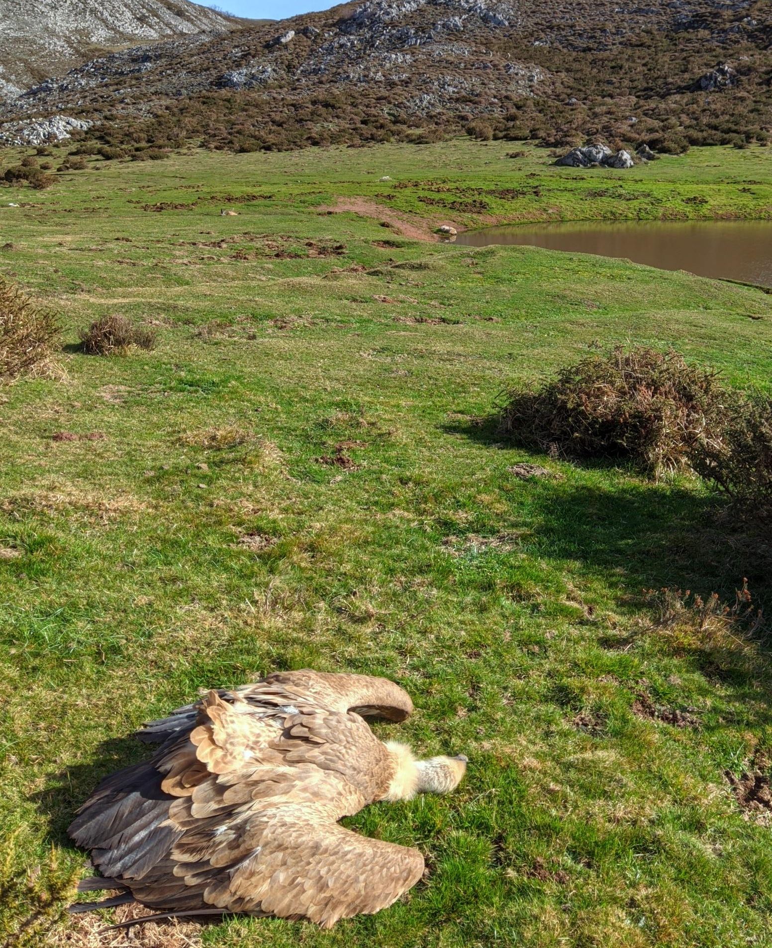 Buitre muerto en Asturias