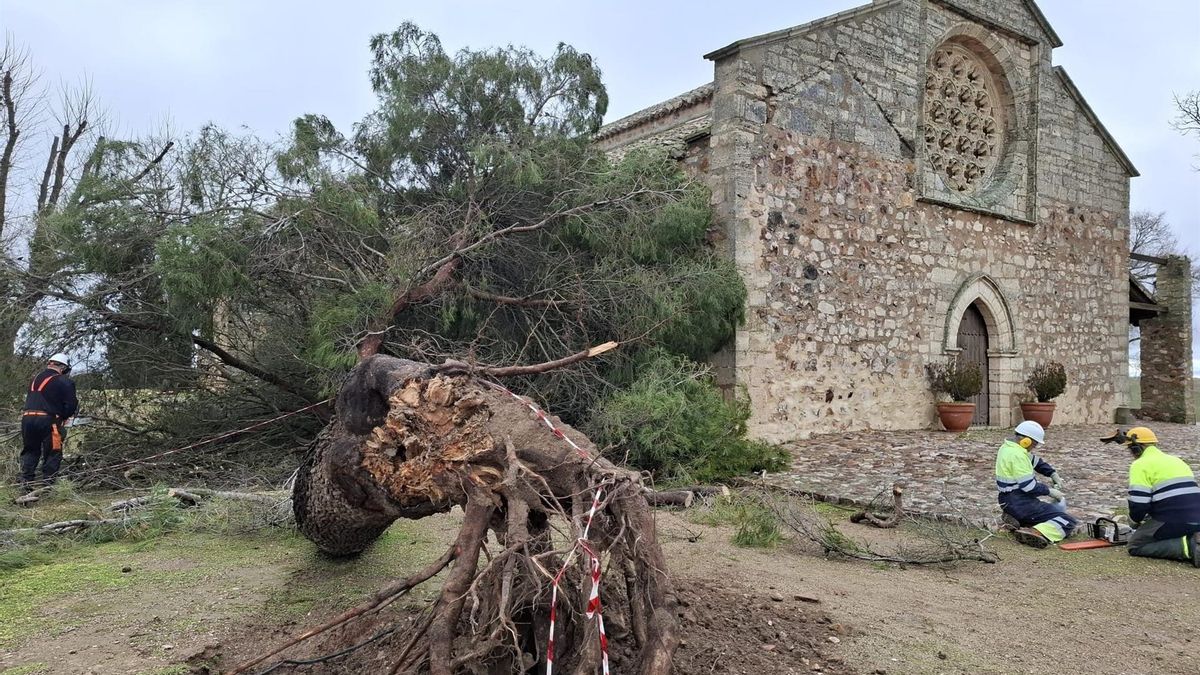Retiran un árbol de grandes dimensiones derribado por el viento junto a la ermita de Alarcos
