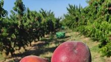 Un agricultor tarda más de seis meses en cobrar 17 céntimos por un kilo de melocotones como este que en unos días se venden a más de dos euros en las tiendas.