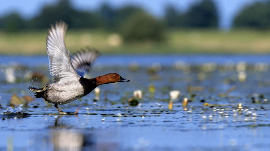 30 especies de aves se juegan cinco puestos para salvar sus plumas de los perdigones