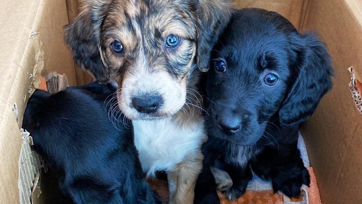 Perritos rescatados de un contenedor junto a Traumatología