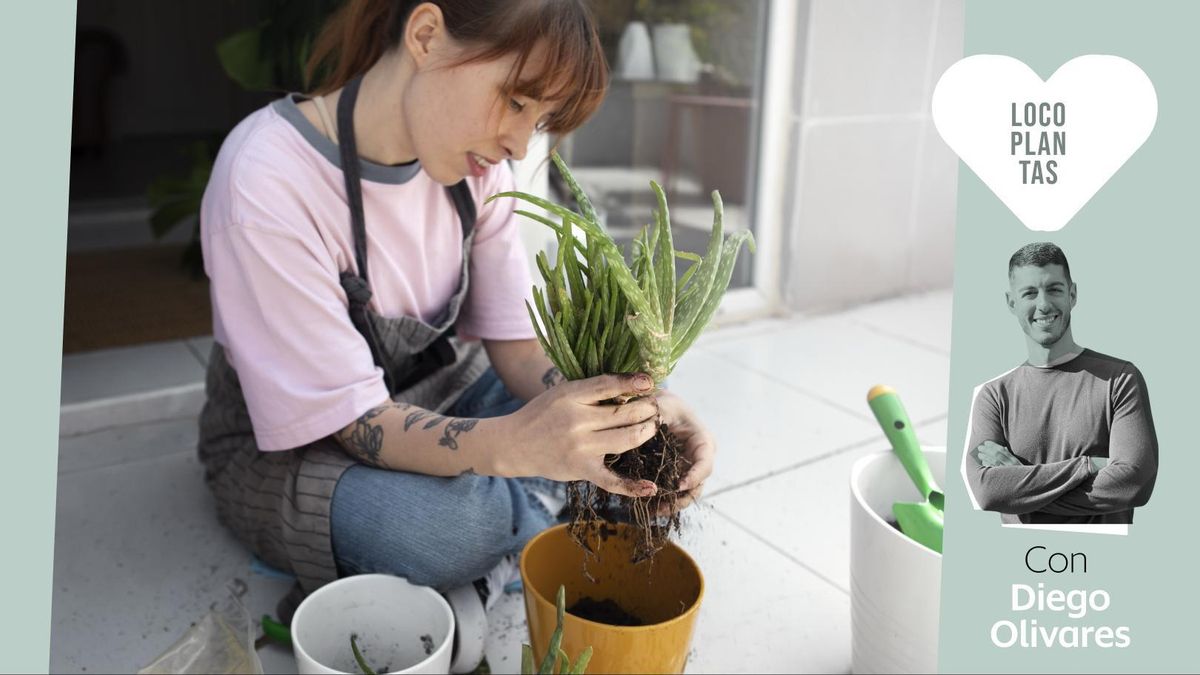 Cómo elegir el macetero perfecto para cada planta (y evitar el error que las mata lentamente)