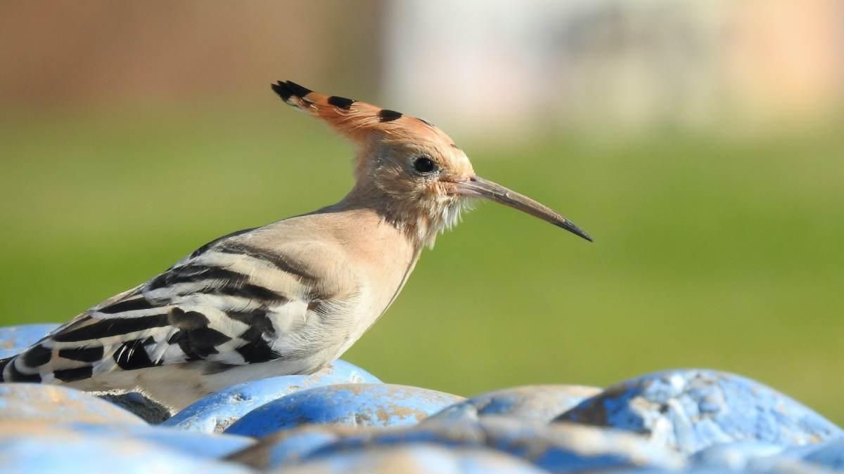 Abubilla. Rafi Fernández