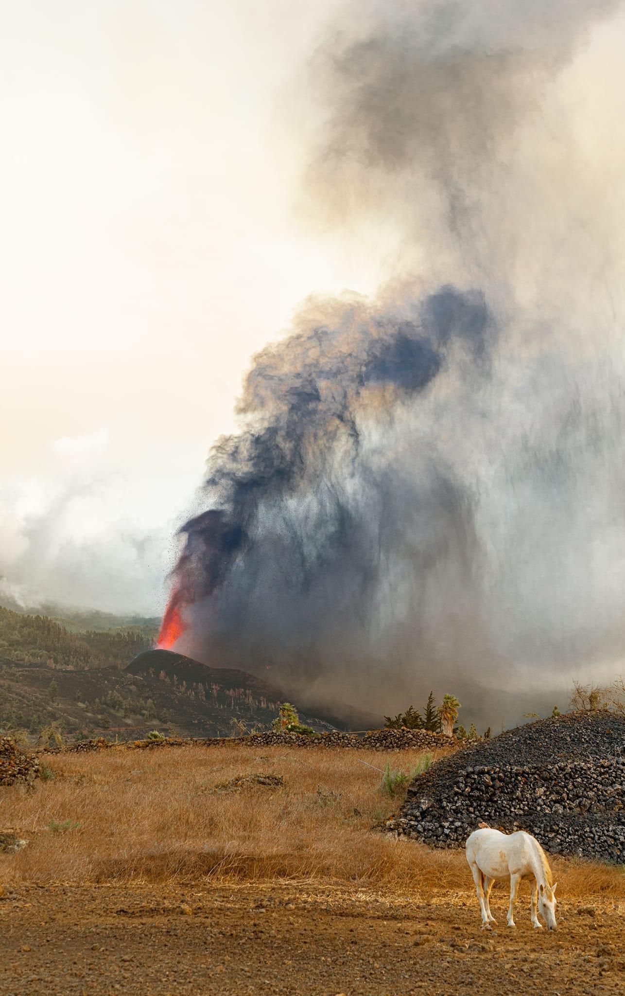 Caballo pastando junto al volcán en los primeros días de la erupción. EMILIO BARRIONUEVO