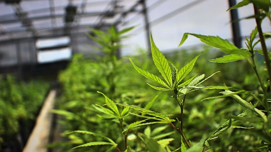 Uruguay apuesta al cannabis medicinal: su aplicación reduce en tres veces el uso de opioides contra el dolor