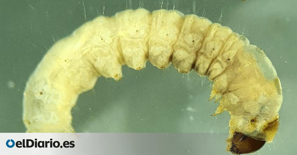 ¿Y si la solución al exceso de plástico estuviera en una simple oruga? Investigadores de Cantabria y Cambridge demostraron que estos gusanos pueden deshacer bolsas de plástico a una velocidad sorprendente