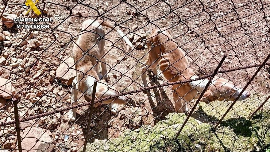 Investigado un ganadero de Cáceres por maltrato animal: 66 perros en condiciones extremas de salud