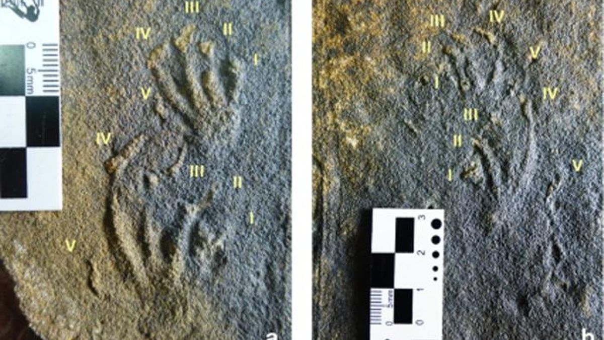 Documentan en Asturias los primeros rastros de lagartos jurásicos de Europa