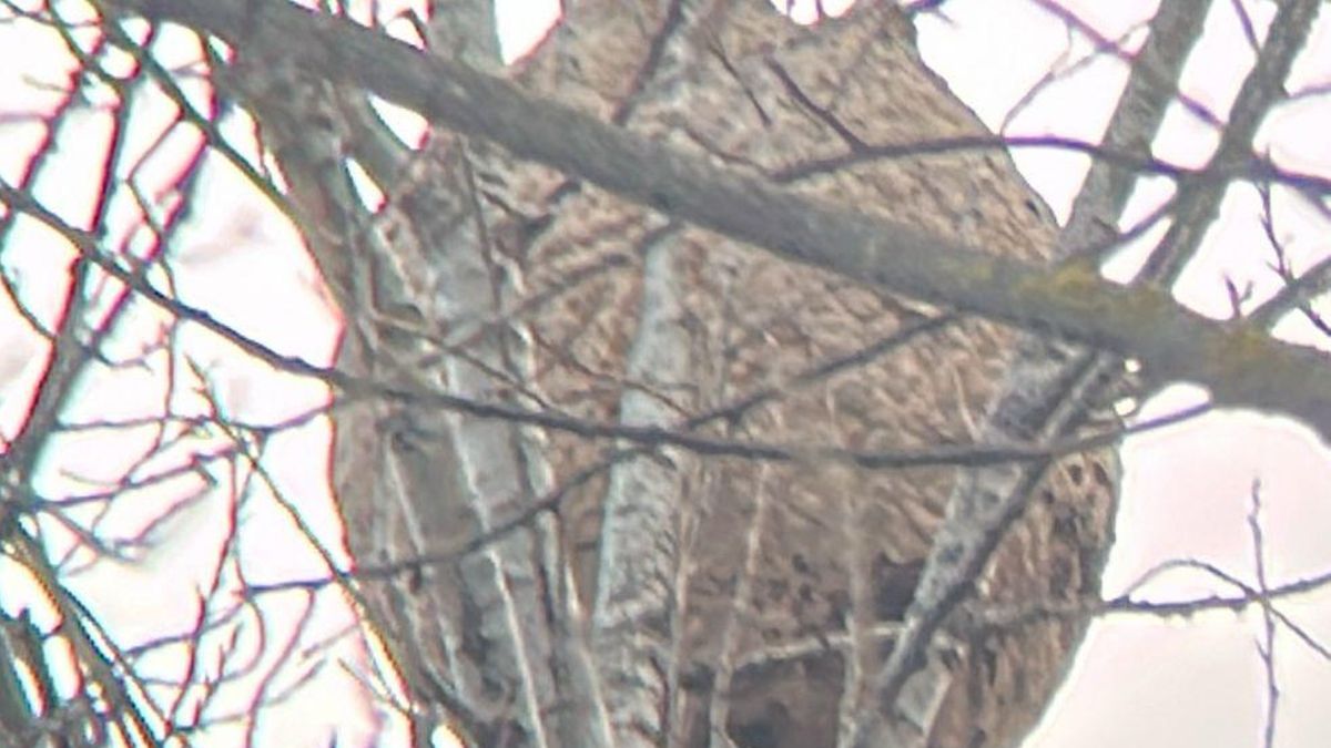 Un nido de avispa asiática de dimensiones considerables en este parque de Logroño