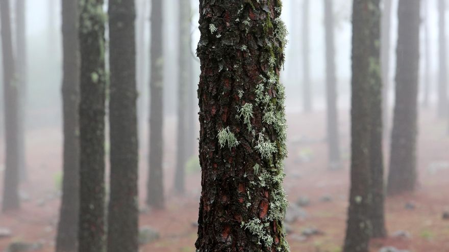 Llanos de La Pez y Pargana. (ALEJANDRO RAMOS)