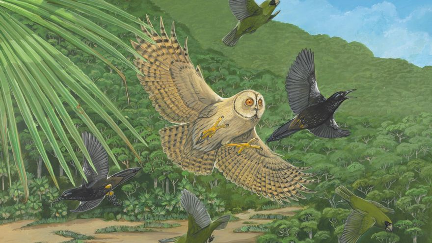 La extinción masiva de aves que causan los humanos borra funciones esenciales de los ecosistemas