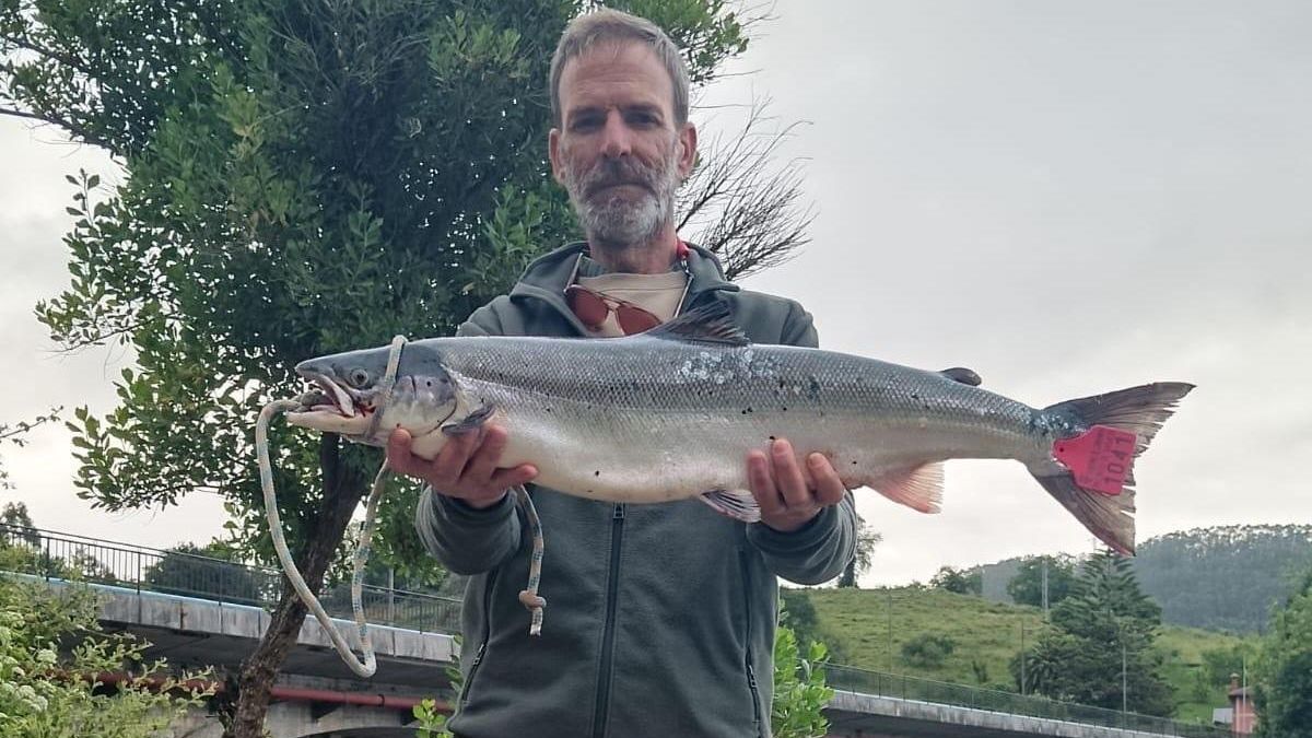 El primero de los últimos 'campanus' de Cantabria: el único salmón capturado esta temporada pronostica restricciones a la pesca