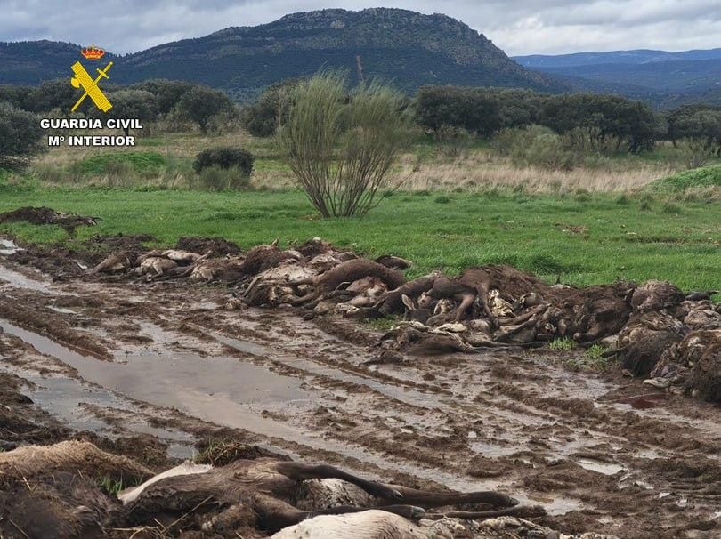 Algunos de los ejemplares abatidos en la montería de una finca de Ciudad Real