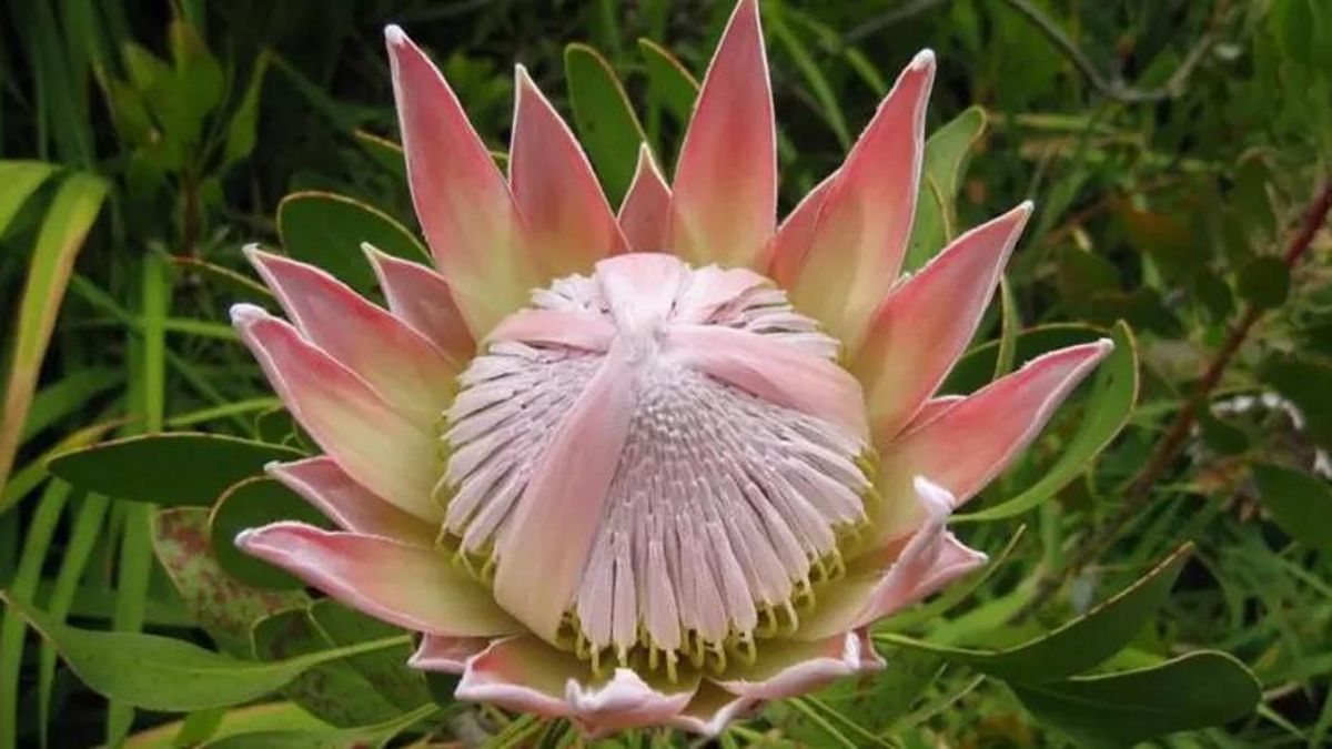 Una flor de protea. PROTEAS DE LA PALMA