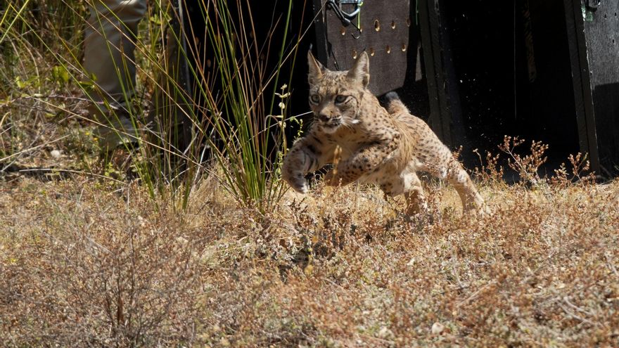 Muere otro de los linces liberados en Palencia tras caer a un canal de agua