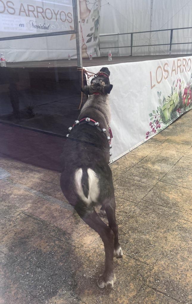 Uno de los renos en El Escorial, atado con una cuerda que no le permite moverse