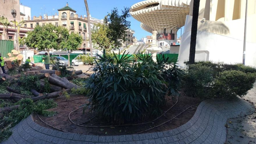 La tala comenzó el lunes y ha concluido este martes