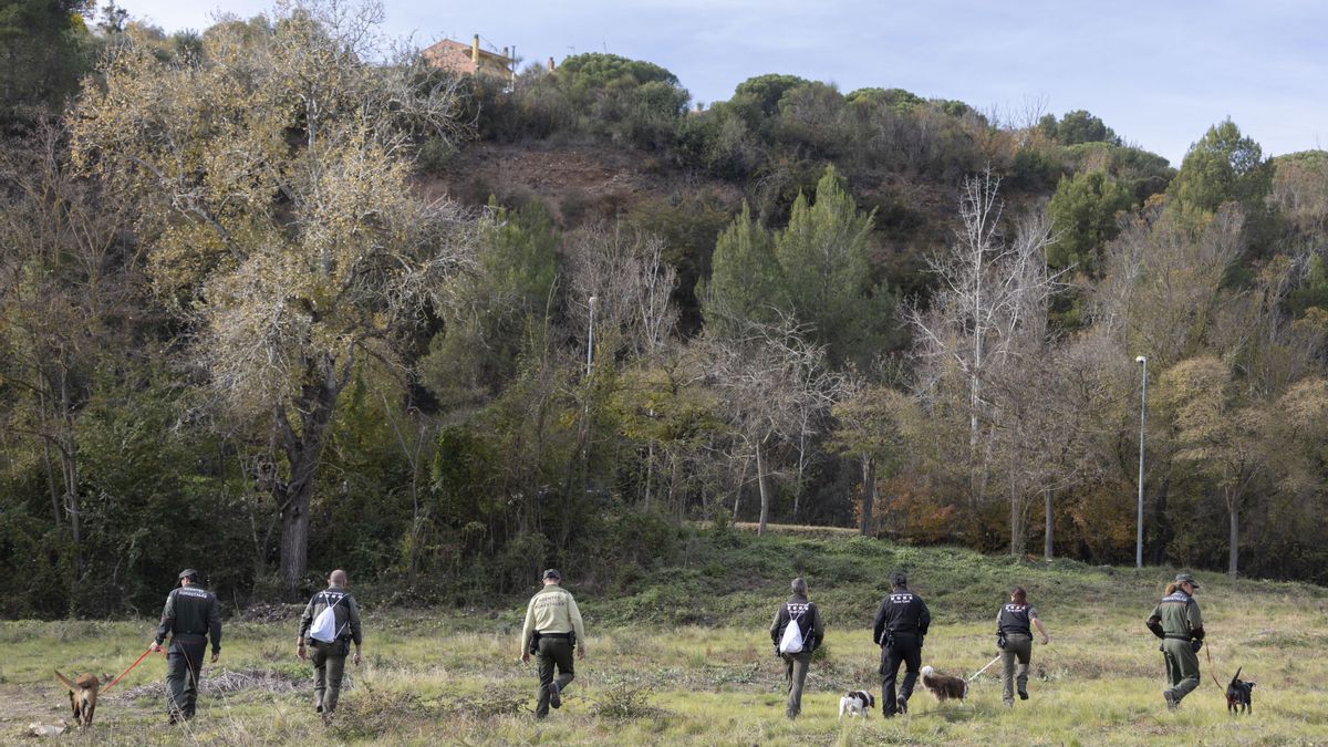 La detección del primer caso de peste porcina africana en el municipio de Barcelona obliga a cerrar los accesos a Collserola