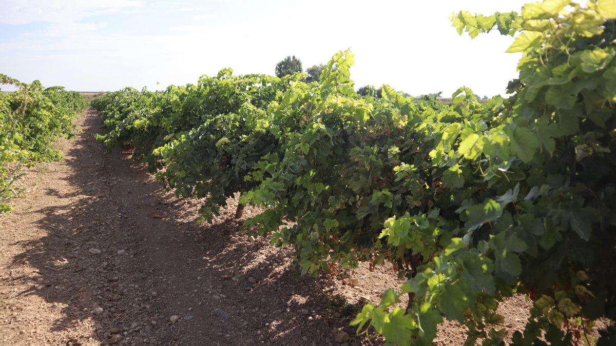 Page anuncia que acudirá a Europa para protestar por el reparto de la PAC: “Es una batalla que nos importa”