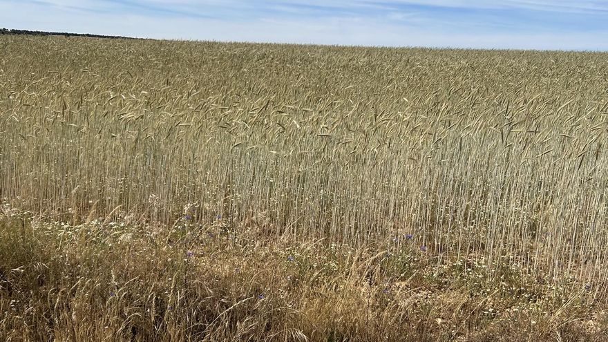 Cosecha de cereales: baja la previsión por las altas temperaturas y se desploman los precios en origen