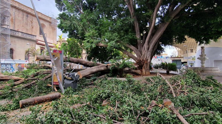 El Ayuntamiento de Sevilla revaluará el ficus de la Encarnación tras caer parte del tronco por la "pudrición interna"