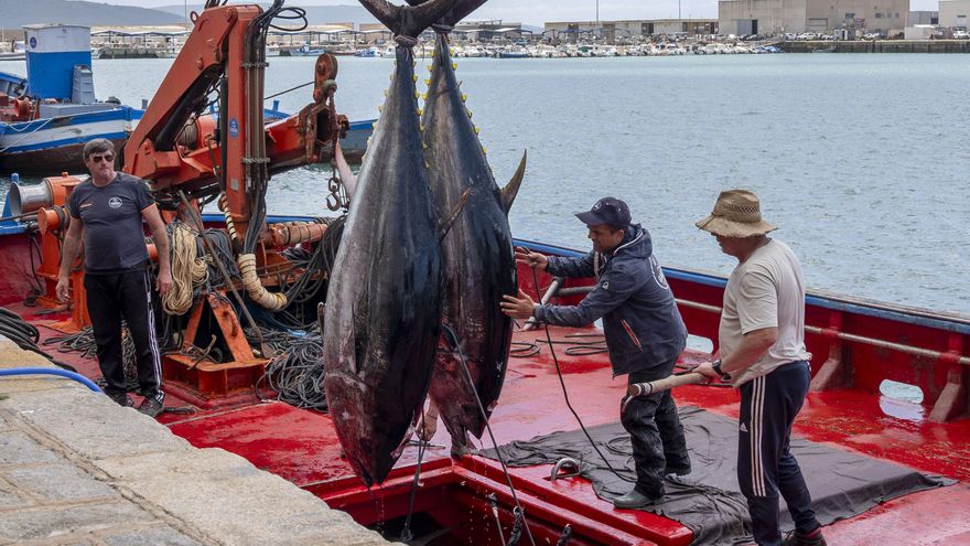Culmina la pesca de atún rojo con la entrada de la flota cerquera y los aranceles de fondo