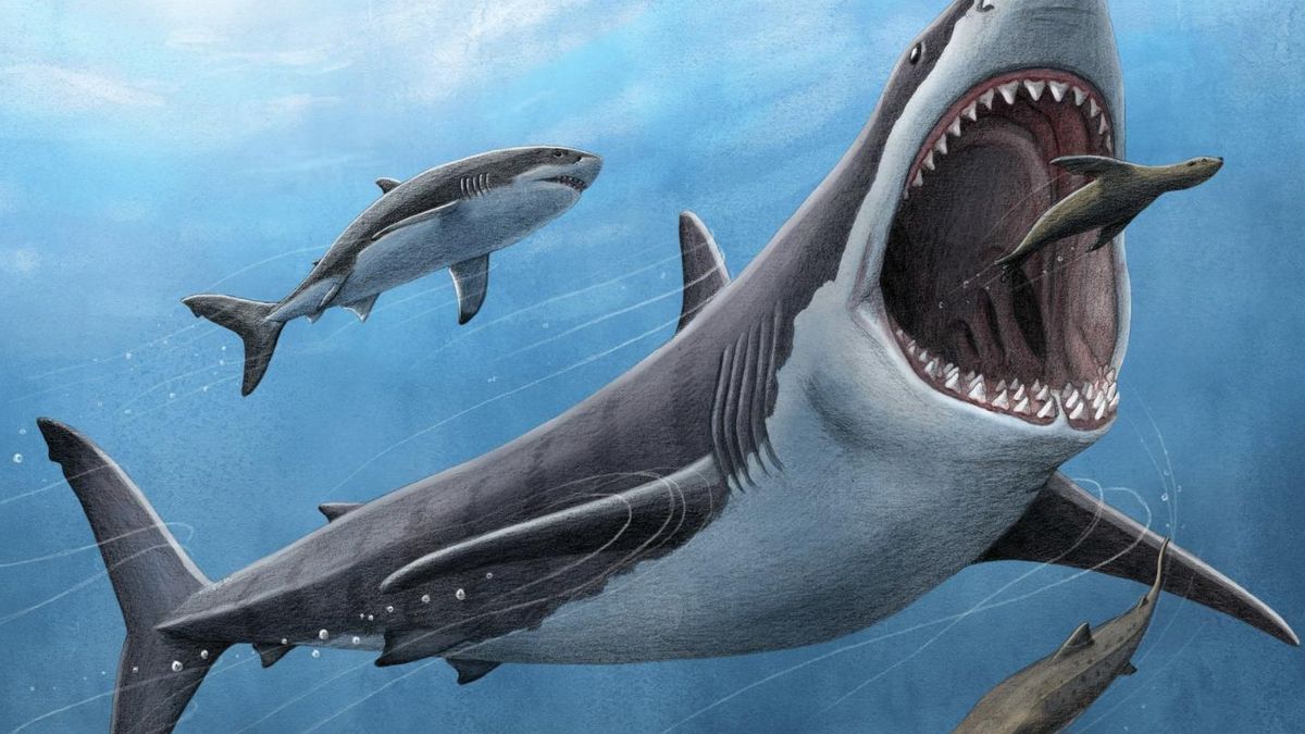 Australia ha revelado al rival prehistórico del megalodón: un tiburón tan grande como un autobús que nadaba 15 millones de años antes