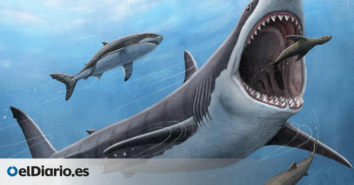 Australia ha revelado al rival prehistórico del megalodón: un tiburón tan grande como un autobús que nadaba 15 millones de años antes
